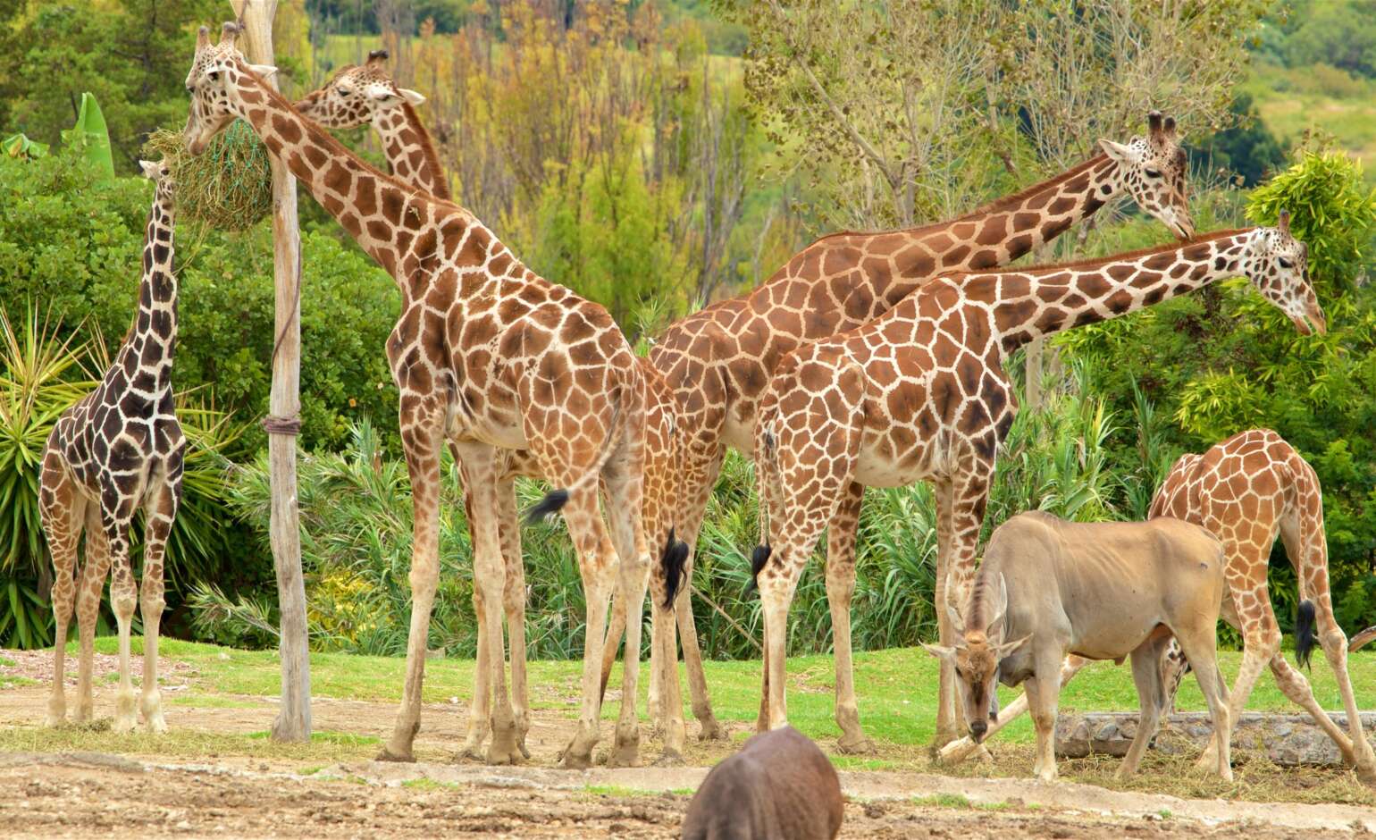 Africam Safari