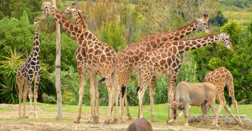 Africam Safari