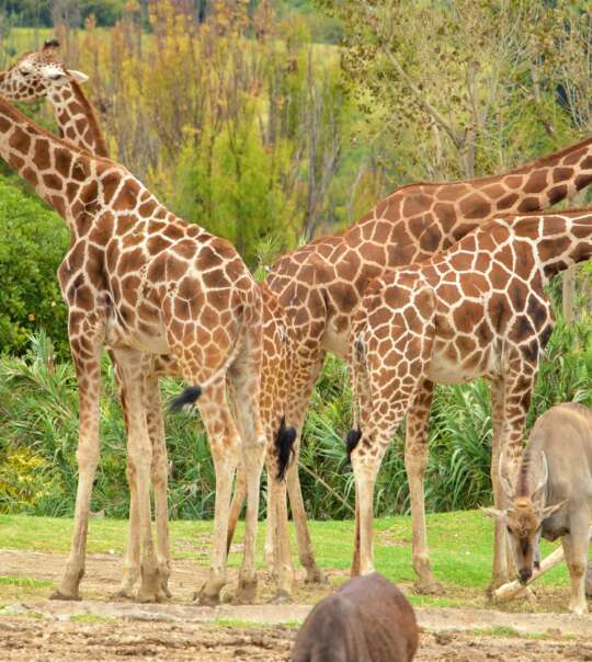 Africam Safari